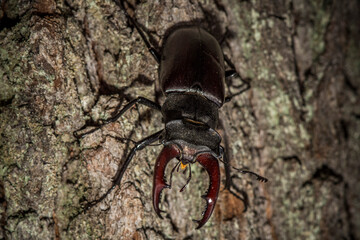 Podyji national park, Czech republic- JUNY 2019: European stag beetle (Lucanus cervus) the biggest...