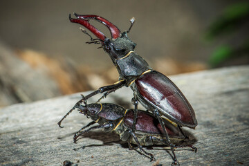 Podyji national park, Czech republic- JUNY 2019: European stag beetle (Lucanus cervus) the biggest...