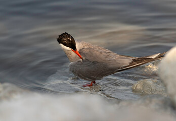 White-cheeked Tern preening at the coast of Tubli, Bahrain