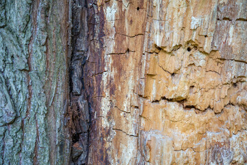 The textured surface of the multi-year bark of deciduous tree in the forest