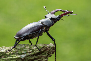 Podyji national park, Czech republic- JUNY 2019: European stag beetle (Lucanus cervus) the biggest...