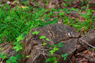 Chipmunk hiding behind tree stump peaking curious cute