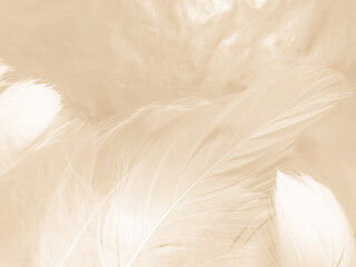 Obraz premium Beautiful abstract gray and white feathers on white background, soft brown feather texture on white pattern background, yellow feather background