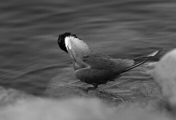 Closeup of  White-cheeked Tern preening at the coast of Tubli, Bahrain