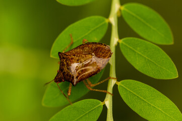 brown bug on leaf