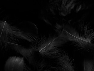 Beautiful abstract white feathers on black background and soft black feather texture on white pattern and light background, gray feather background, gray banners