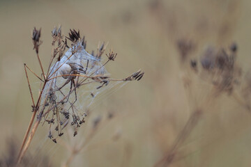 spider with egg sack