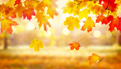 Naklejka na ściany i meble Autumn landscape, beautiful city park with fallen yellow leaves.