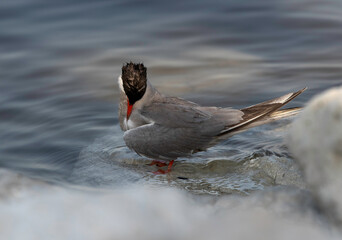 White-cheeked Tern preening at the coast of Tubli, Bahrain
