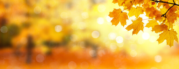 Autumn landscape, beautiful city park with fallen yellow leaves.