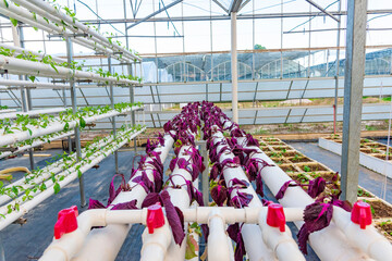 Soilless crops grown in pipes in modern greenhouses.