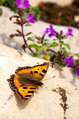 Fototapeta na wymiar Großer Fuchs - Schmetterling