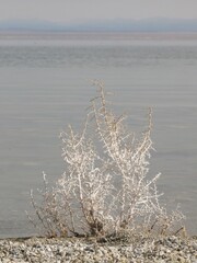 Dry shrub covered with salt, South Tufa area, Mono Lake Tufa State Natural Reserve, California, USA