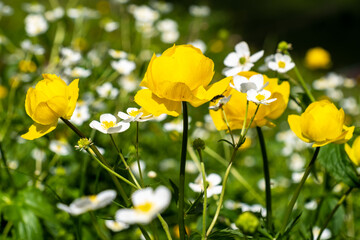 Blumenwiese