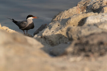 White-cheeked Tern in the mid on limestone rock at the coast of Tubli, Bahrain