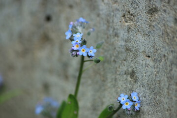 forget me not