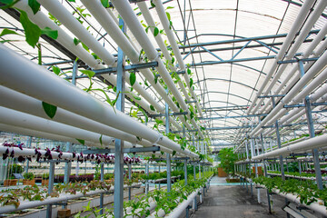 Soilless crops grown in pipes in modern greenhouses.