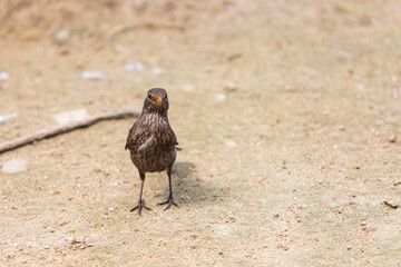 A young female blackbird is on the ground looking around.