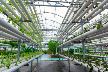 Soilless crops grown in pipes in modern greenhouses.