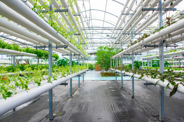 Soilless crops grown in pipes in modern greenhouses.