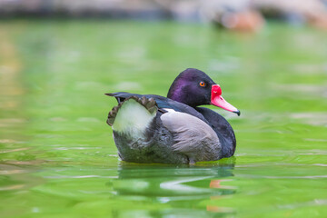 A black duck with a red beak swims on the water
