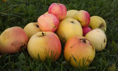 apples in the grass