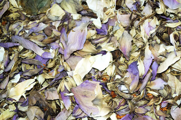 1 Dried Clitoria Ternatea Asian pigeonwings