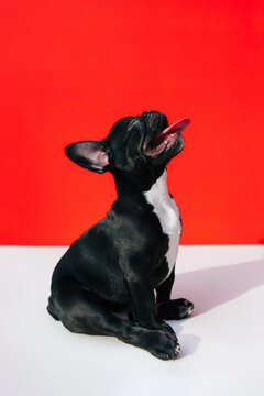 Funny Little Frenchie