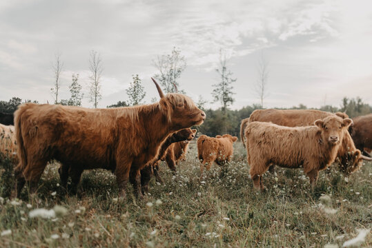 Highland cattle grazing in a meadow on a summers day