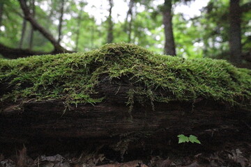 moss on log close up off the trail to chimney rock