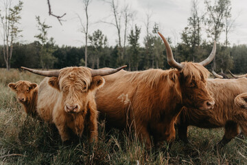 Highland cattle grazing in a meadow on a summers day