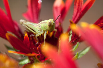 close up of a grasshopper