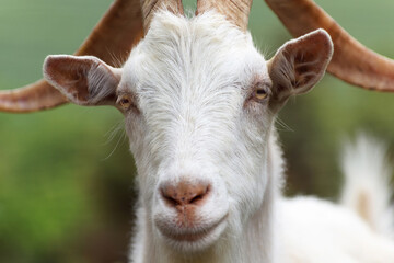 Ziegenbock auf einer Weide blickt wie ein Chef in die Kamera