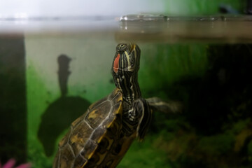 Pond slider in water in an aquarium