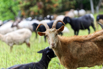 Ziegen weiden auf einer Wiese in der Natur