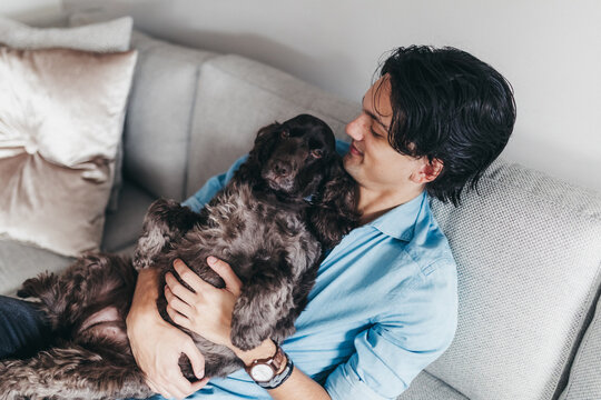 English cocker spaniel dog on the lap of a young adult man