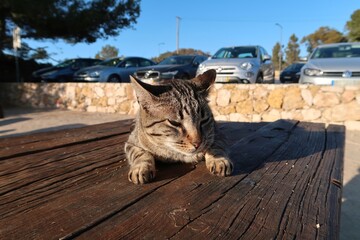 Gato descansando plácidamente 