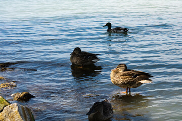 Ducks standing and swimming in the water near the beach