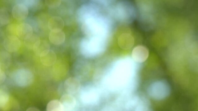 4k video footage of defocused fresh spring or summer green foliage isolated at sunny blue sky background. Abstract bokeh natural background.