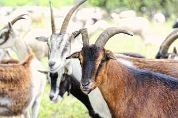 Ziegen weiden auf einer Wiese in der Natur 