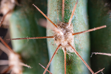 Macro closeup to the thorns of a cactus