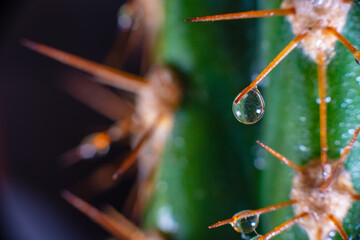 Macro closeup to the spines of a cactus with small drops on its spines
