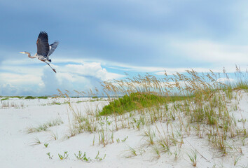 Great Blue Heron Takes Off from a Beautiful White Sand Florida Beach with Sea Oats