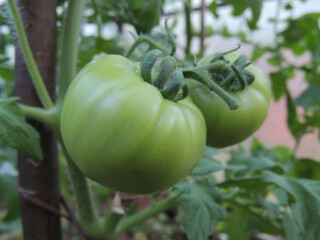 green tomatoes on a branch in the greenhouse.