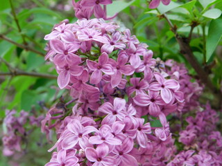 Purple lilac with green and bright leaves. Nature