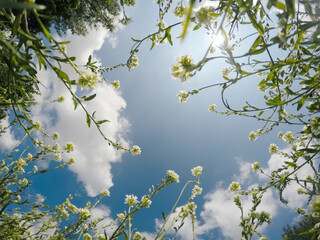 Grass, flowers and sky