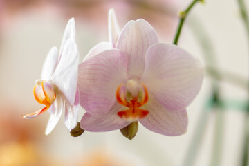 Beautiful purple phalaenopsis orchid or dendrobium moth on a blurred background. Floristics. Close-up.