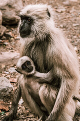 big gray monkey holds his little baby in the park 1