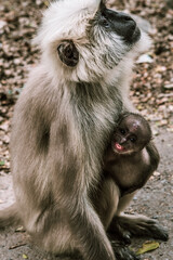 big gray monkey holds his little baby in the park