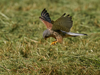 Common kestrel (Falco tinnunculus) 